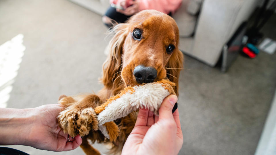 a dog is standing on their hind legs with a toy in their mouth, while a person holds the toy and one of the dog's paws.