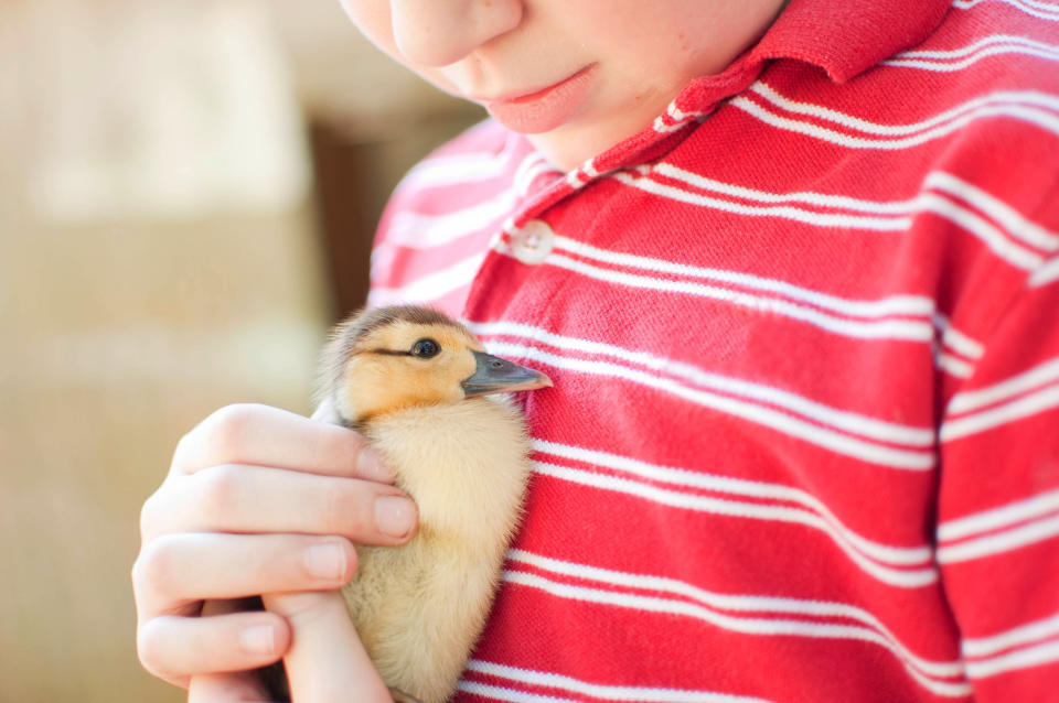 A teenage boy was ‘amazed’ when a duckling hatched in his bedroom from a supermarket egg. Source: Getty, file