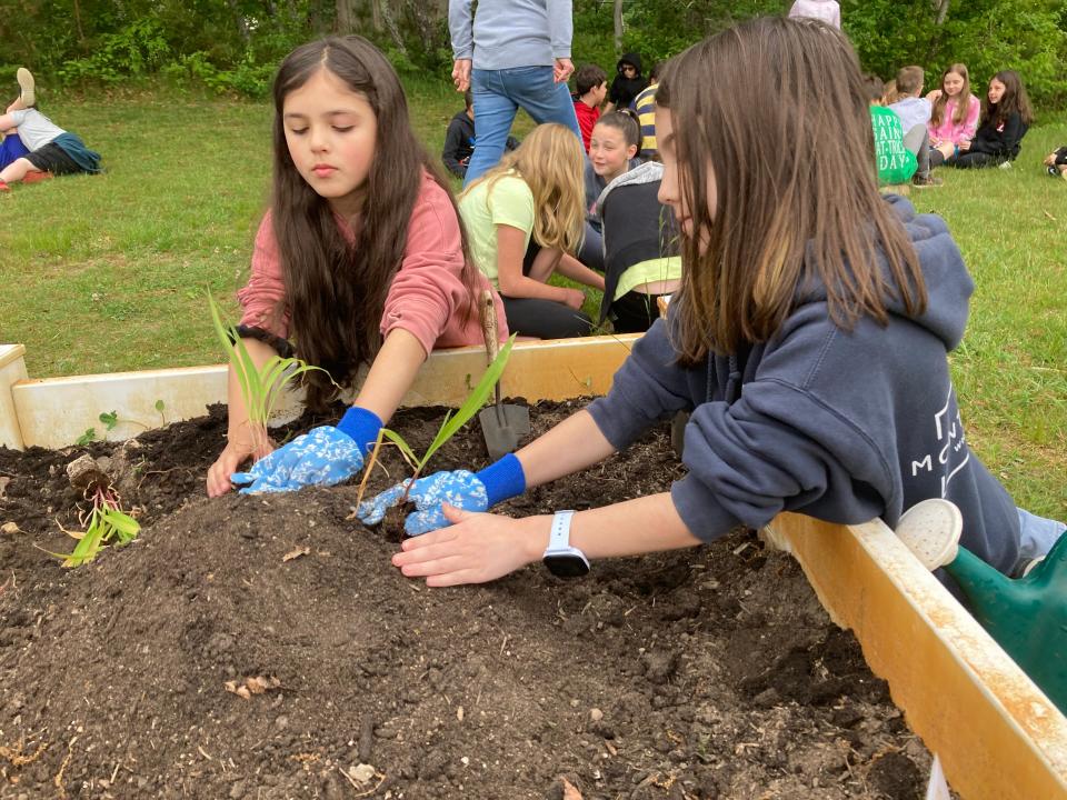 Third graders Gabby Samargedis and Audrey Jacintho plant corn in the garden at Indian Brook Elementary School.