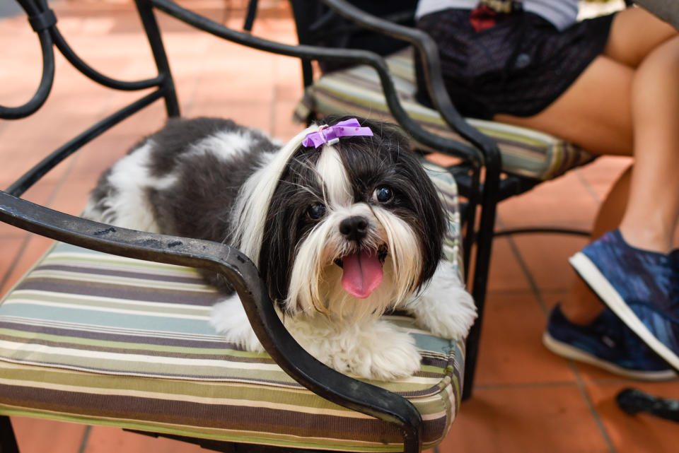 <p>A dog rests on a chair at Howlloween at the Grand Copthorne Waterfront Hotel. (Photo: Bryan Huang/Yahoo Lifestyle Singapore)</p>