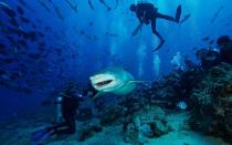 <p>Here, you can swim with eight different species of sharks—Blacktip Reef, Whitetip Reef, Grey Reef, Silvertip, Tawny Nurse, Sicklefin Lemon, Bull, and Tiger. Plus, you’ll be surrounded by over 300 types of fish. <a rel="nofollow noopener" href="http://www.aquatrek.com/" target="_blank" data-ylk="slk:Aqua-Trek;elm:context_link;itc:0;sec:content-canvas" class="link ">Aqua-Trek</a> organizes shark diving at Lake Reef, which has a large shark population and excellent opportunities to see the elusive Tiger shark. Stay at nearby <a rel="nofollow noopener" href="https://nanuku.aubergeresorts.com/" target="_blank" data-ylk="slk:Nanuku Fiji resort;elm:context_link;itc:0;sec:content-canvas" class="link ">Nanuku Fiji resort</a>, which is a short distance away and the ideal spot to base your Fiji adventure.</p>