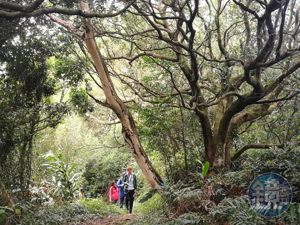 幾乎走在綠樹濃蔭下的石灰坑山步道，走來格外涼爽。