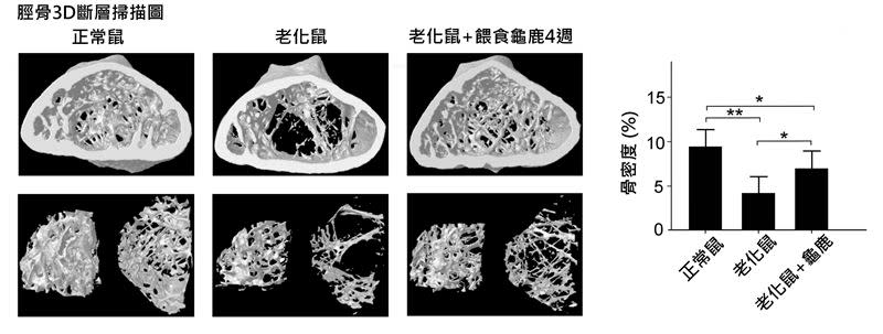 吳忠信教授研究發現科學中藥有助緩解骨質疏鬆。（圖／台師大提供）