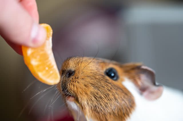 <p>Getty Images/Steven White</p> Oranges are safe for guinea pigs to eat.