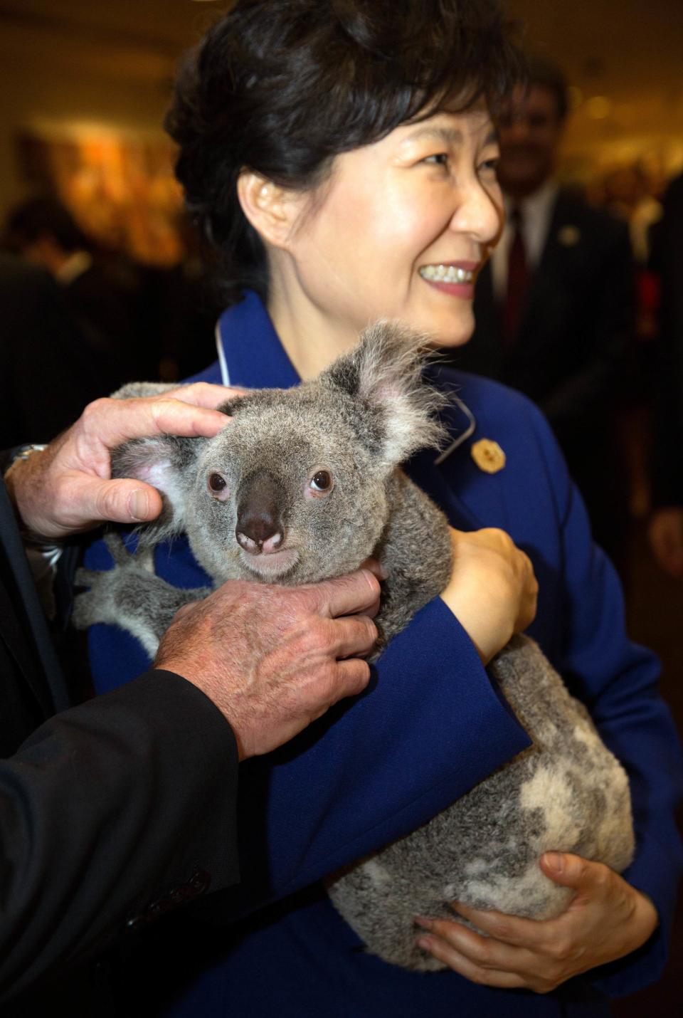 G20 handout photo shows South Korea's President Park holding a koala before the G20 Leaders' Summit in Brisbane