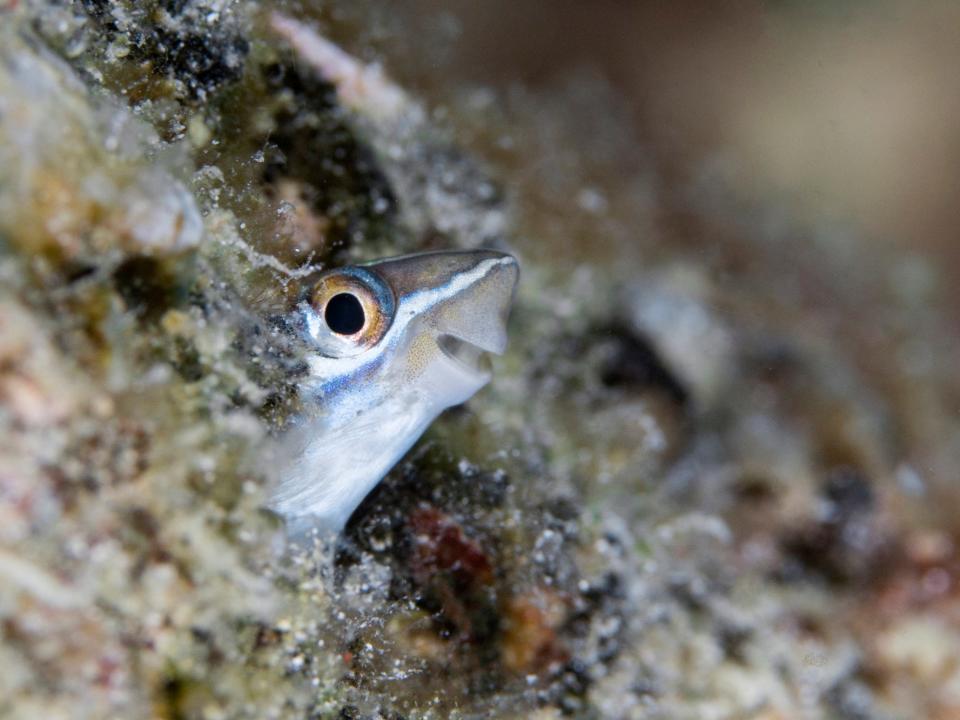 "Say Cheese!" by Tanakit-Suwanyangyaun. A fish sticks its head out of the water.