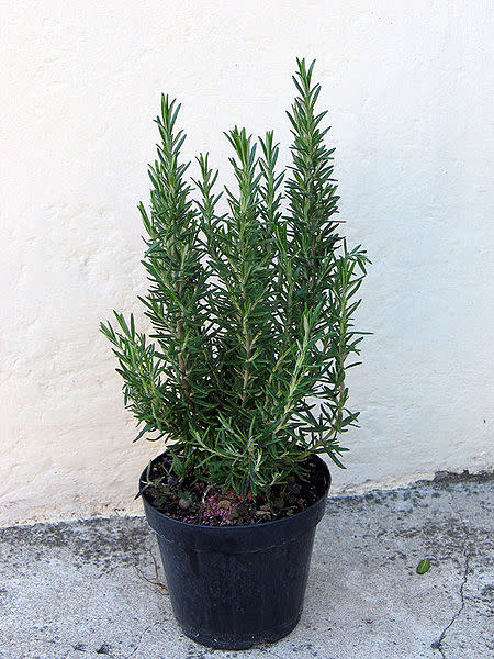 Rosemary