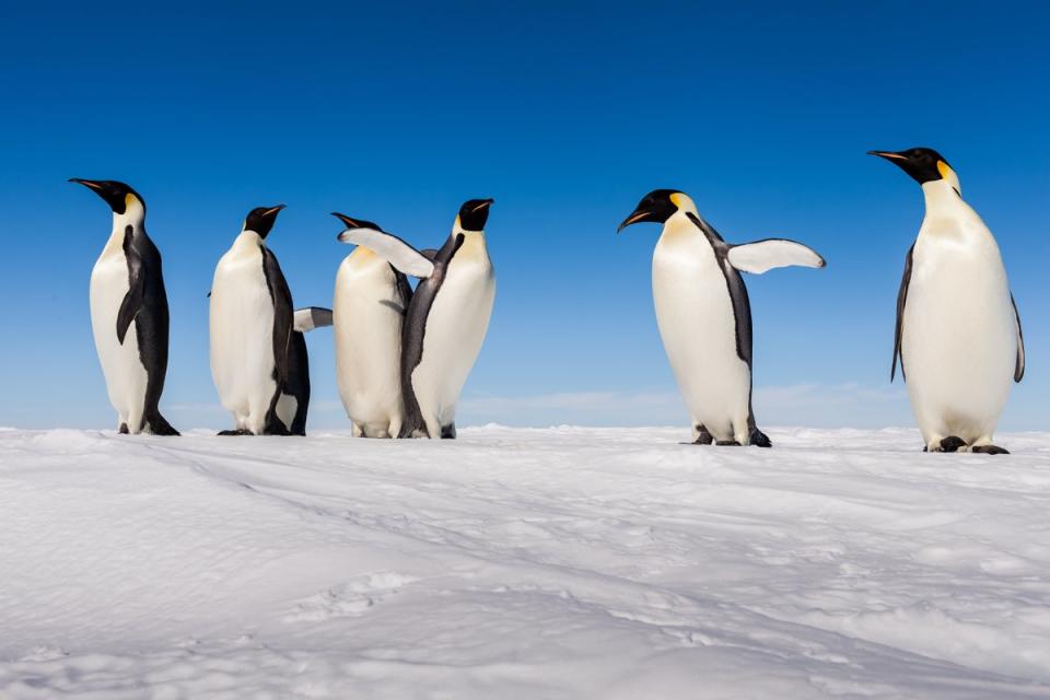 Emperor penguins are threatened by warming temperatures that could melt the sea ice they rely on (Getty Images/iStockphoto)