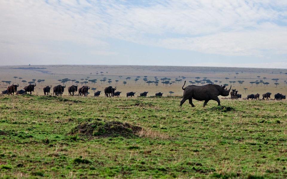 Black rhino and African wild dogs in Zimbabwe