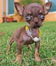 Puerto Rican chihuahua Milly is only inches 6.53cm tall and weighs just under six ounces. Usually chihuahuas reach a height of between 15 and 25cm. The owners of Milly are going to present the dog to Guinness World Records as the smallest dog in the world.