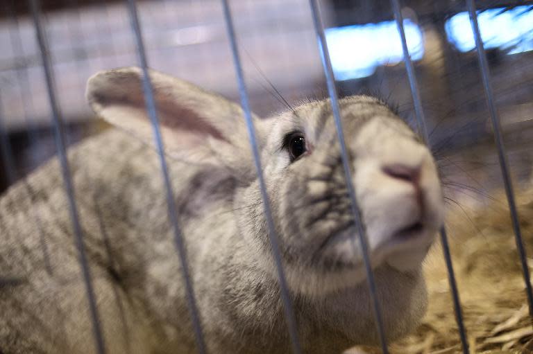 The killing of a baby rabbit was meant to highlight animal cruelty in the agriculture industry