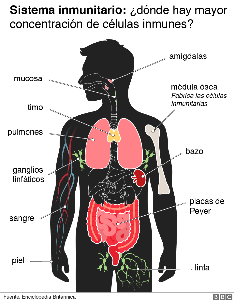 Sistema inmunológico