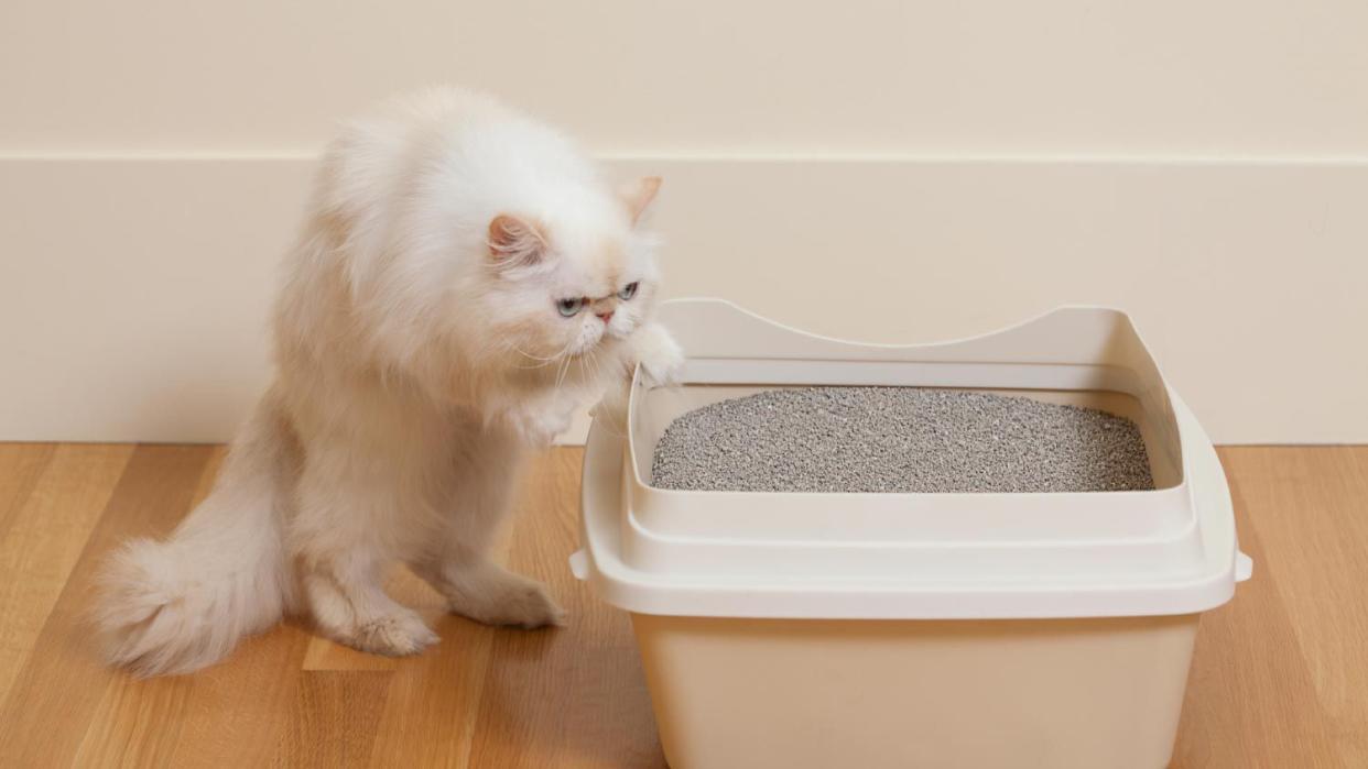 Cat sniffing litter box