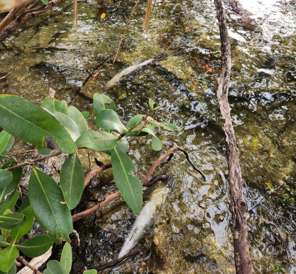 Dead snook after a cold snap is  sad but not uncommon site in Florida.