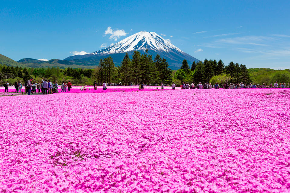 富士芝櫻祭 