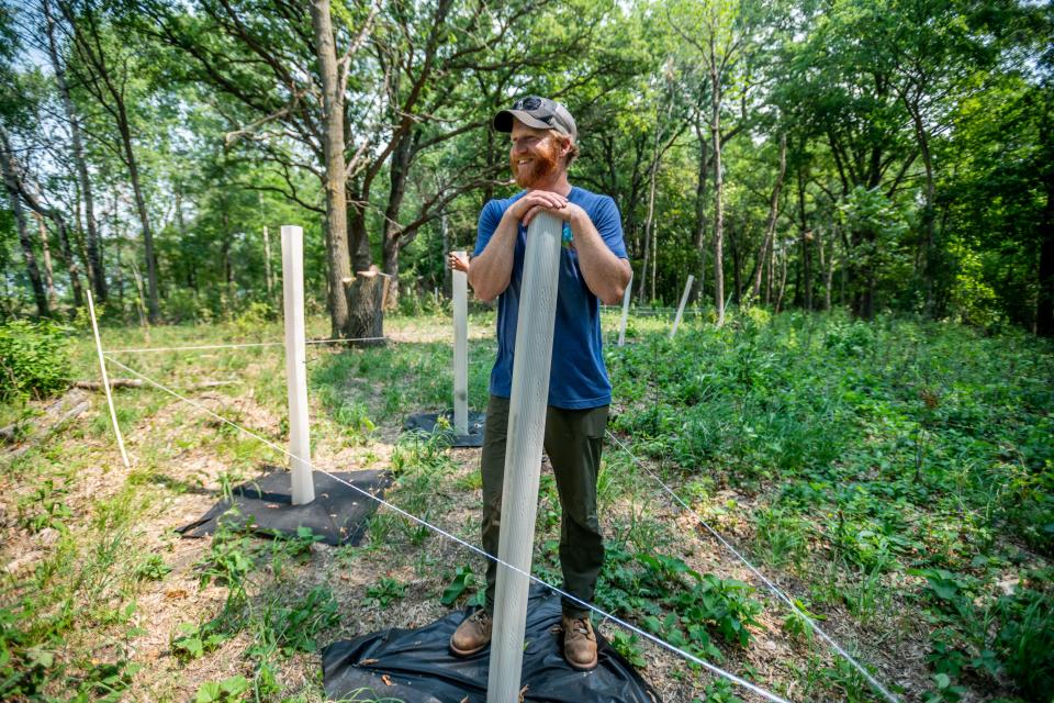 Tyler Carlson rests on a tube protecting an oak seedling at Early Boots Farm in Sauk Centre on Monday, July 19, 2021. Carlson is working to restore the oak woodland landscape on the farm where he raises grass-fed beef, pastured lamb, sour cherries and honey berries.