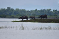 KAZIRANGA,INDIA-JULY 16,2020: Rhinos sheltering on highland due to severe flood in Bagari Range of Kaziranga National Park in Assam,India- PHOTOGRAPH BY Anuwar Ali Hazarika / Barcroft Studios / Future Publishing (Photo credit should read Anuwar Ali Hazarika/Barcroft Media via Getty Images)