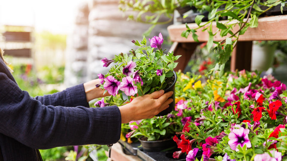 woman chooses petunia flowers at garden plant nursery store.