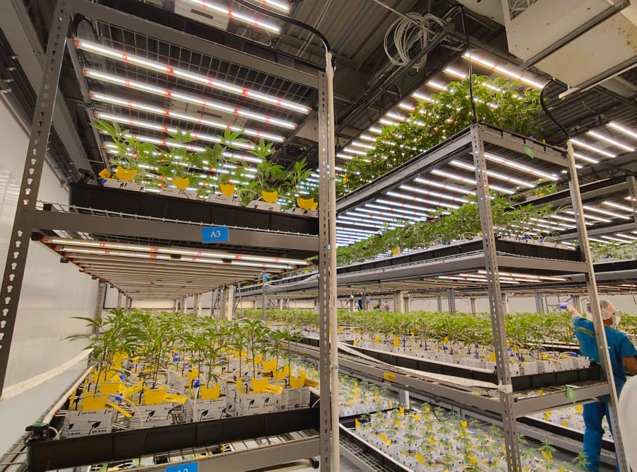 Marijuana seedlings in various stages of growth at Cresco Labs' Yellow Springs, Ohio facility. (NBC4 Photo/Mark Feuerborn)