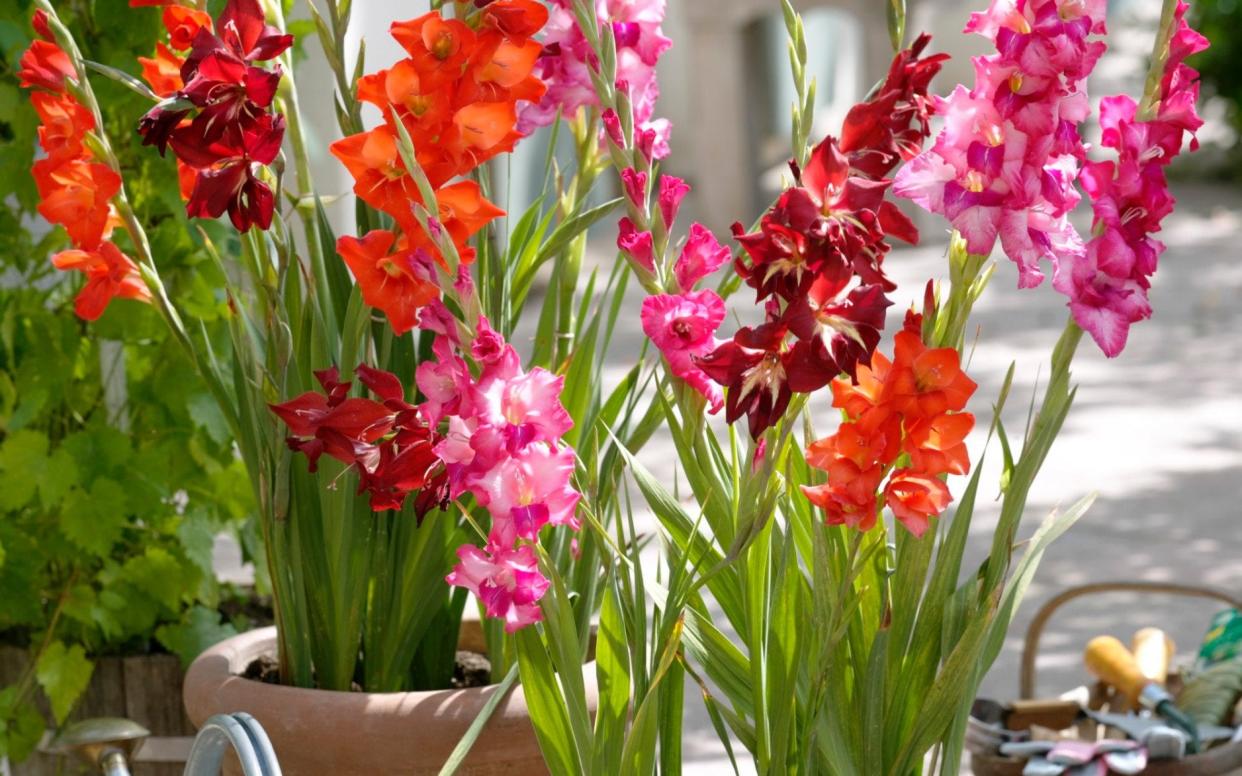 best bulbs plant now spring summer 2021 - gapphotos.com