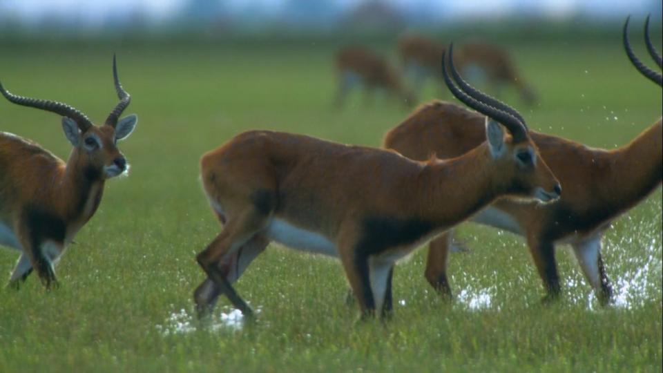 Antelope run across a plane