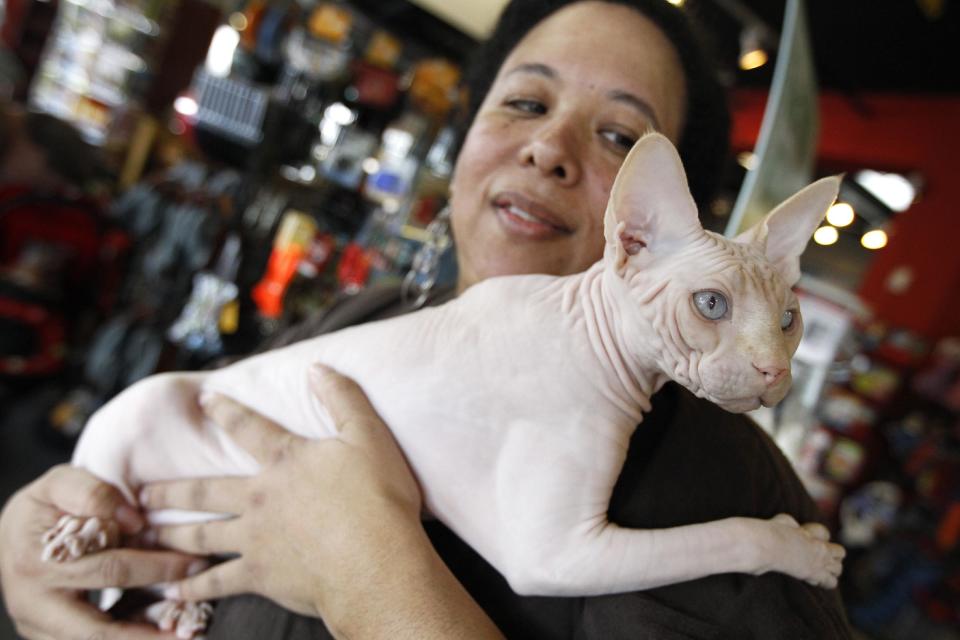 In this March 15, 2012 photo, a four-year-old hairless cream point Sphynx, named Moshe Moshi, is held by her owner Carol Meir of Takoma Park, Md., at The Big Bad Woof, a pet supplies store, in Washington. Meir is managing her cat's allergies with a venison and pork diet and daily medication. She figures it cost her about $750 for vets and tests. Medicine is $250 a year. (AP Photo/Charles Dharapak)