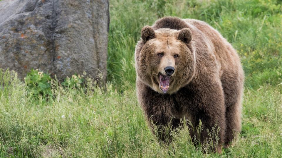 Grizzly bear baring teeth