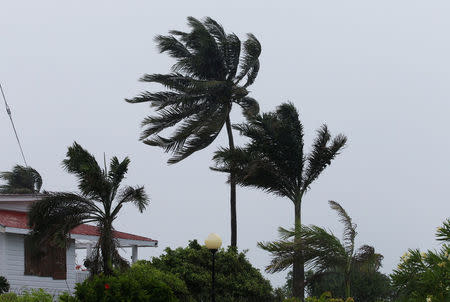 Palm trees buckle under rain and strong winds as Hurricane Earl approaches, in Beilize City, Belize, August 3, 2016. REUTERS/Henry Romero