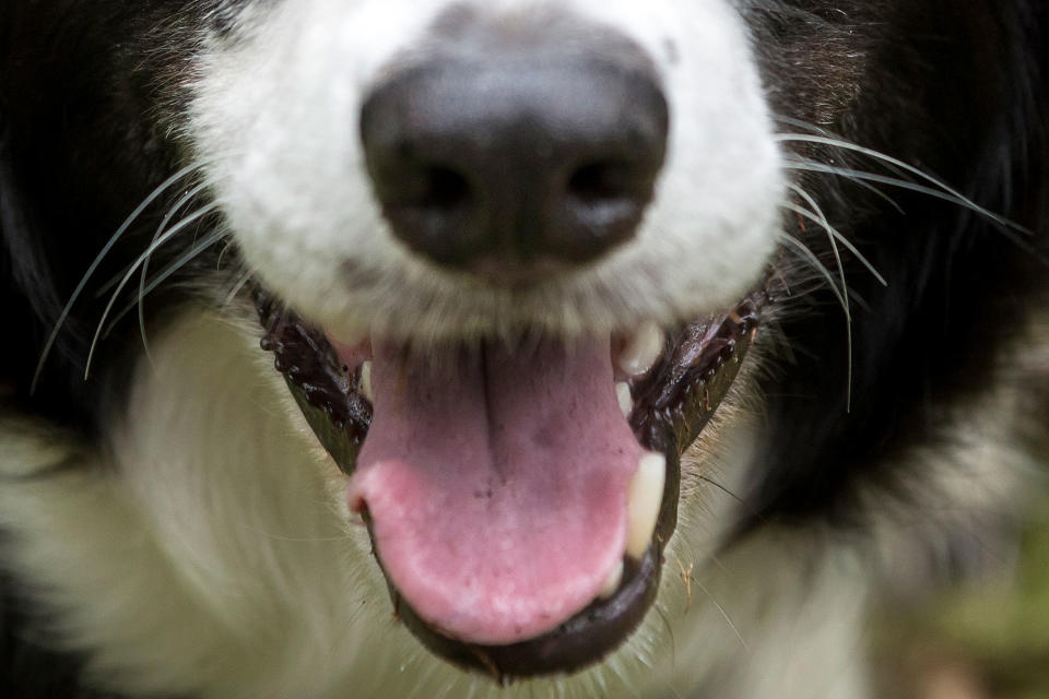 <p>What smart canine mind is behind this smile? </p>