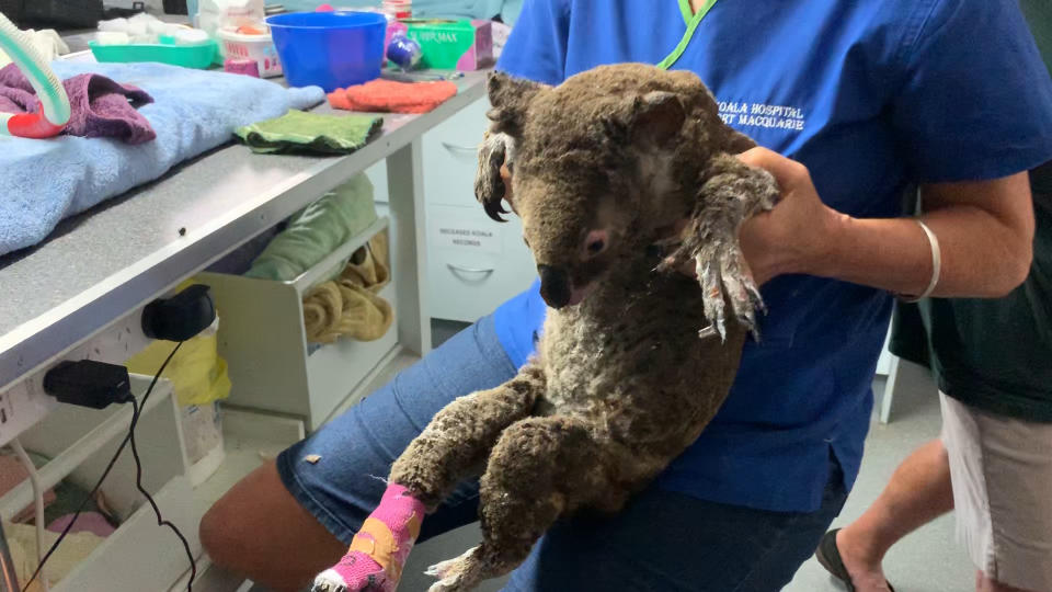 A koala is lifted in the air after surgery by a lady in a blue shirt at Koala Hospital Port Macquarie. It has vet wrap around its paws. 