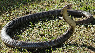 <p>Snake season starts in south east Queensland</p>