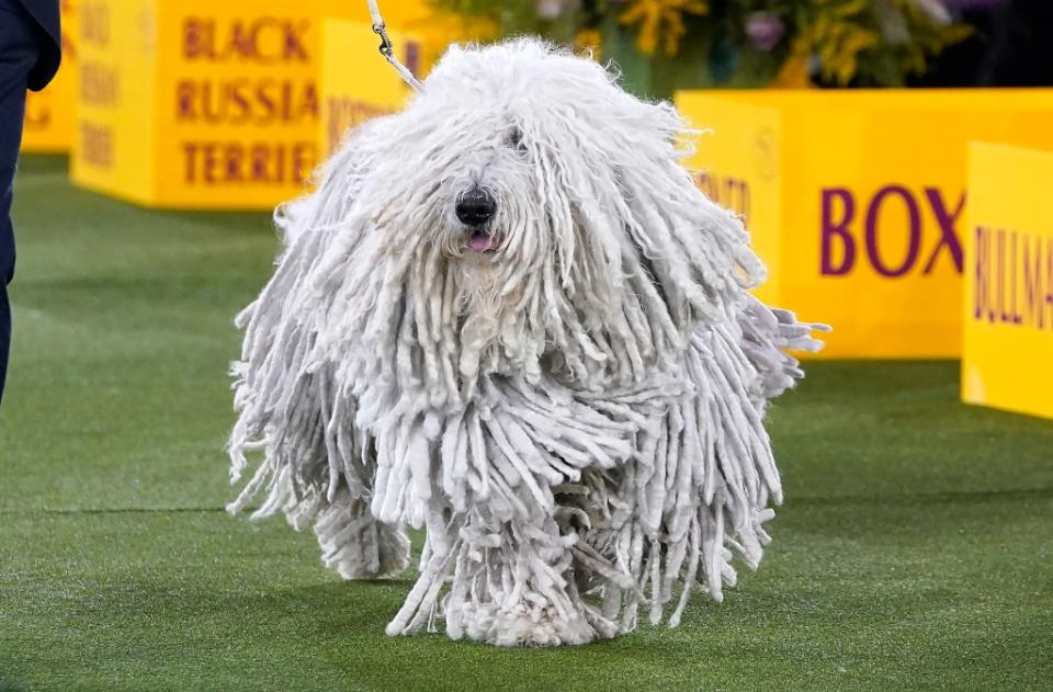 A Komondor competes in the ring during the Working Group judging at the 146th Westminster Kennel Club Dog Show at the Lyndhurst Mansion, in Tarrytown, New York, on June 22, 2022. (Photo by TIMOTHY A. CLARY / AFP) (Photo by TIMOTHY A. CLARY/AFP via Getty Images)