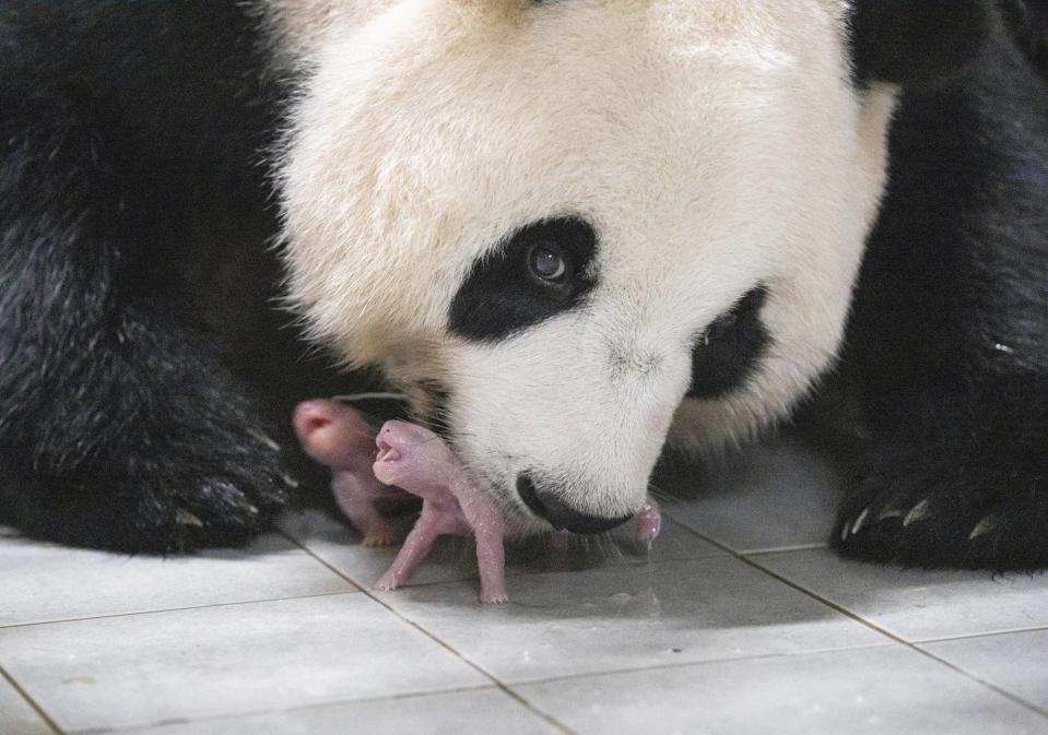 This photo provided by Samsung C&T Corp. shows giant panda Ai Bao and her twin cubs at an amusement park in Yongin, South Korea, Friday, July 7, 2023. Ai Bao gave birth to the cubs, both female, last Friday at the Everland theme park near Seoul, the park’s operator, Samsung C&T resort group, said in a statement Tuesday. (Samsung C&T Corp. via AP)