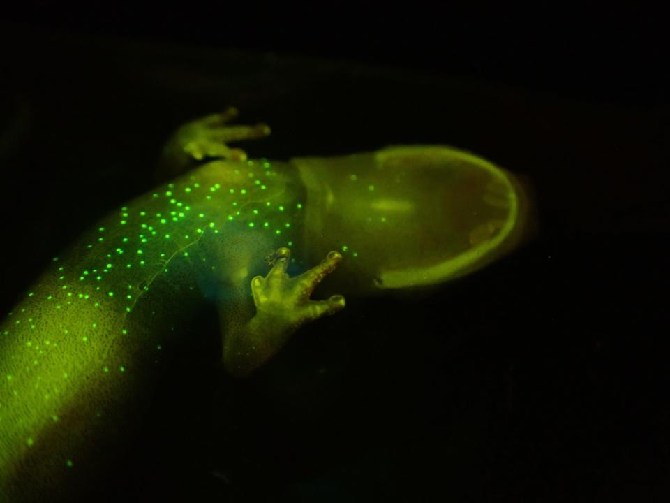 After carefully capturing a number of southern gray-cheeked salamanders using sterilized plastic bags and gloves in Great Smoky Mountains National Park, biologists Jonathan Cox and Benjamin Fitzpatrick exposed the salamanders to blue wavelengths of light while photographing them in a dark environment using specialized camera equipment.