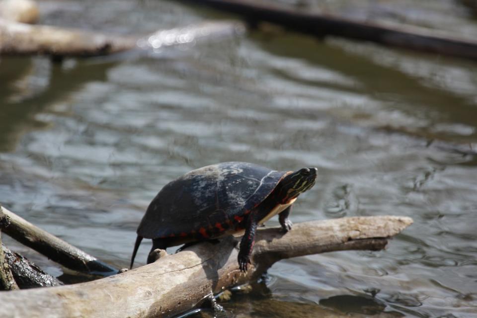 A turtle takes in some sunshine on a day of record-breaking heat in Windsor. Temperatures reached 22 C, breaking previous records of 19.1 C. 
