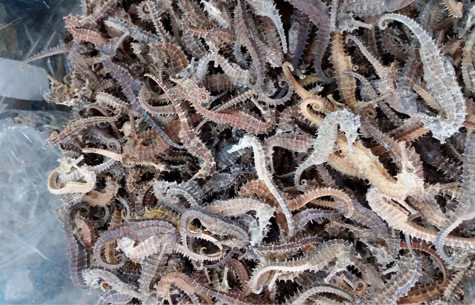 A photographer has shared shocking images of thousands of dead seahorses sold for use as medicines and aphrodisiacs. Source: CEN