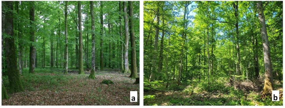 Cette figure illustre deux types de sylviculture, régulière (a) et irrégulière (b), qui ont souvent été opposées, mais qui toutes deux ont leurs mérites au regard de la durabilité et du renouvellement des forêts, et méritent d’être explorées dans le contexte du changement climatique. Antoine Kremer, Fourni par l'auteur