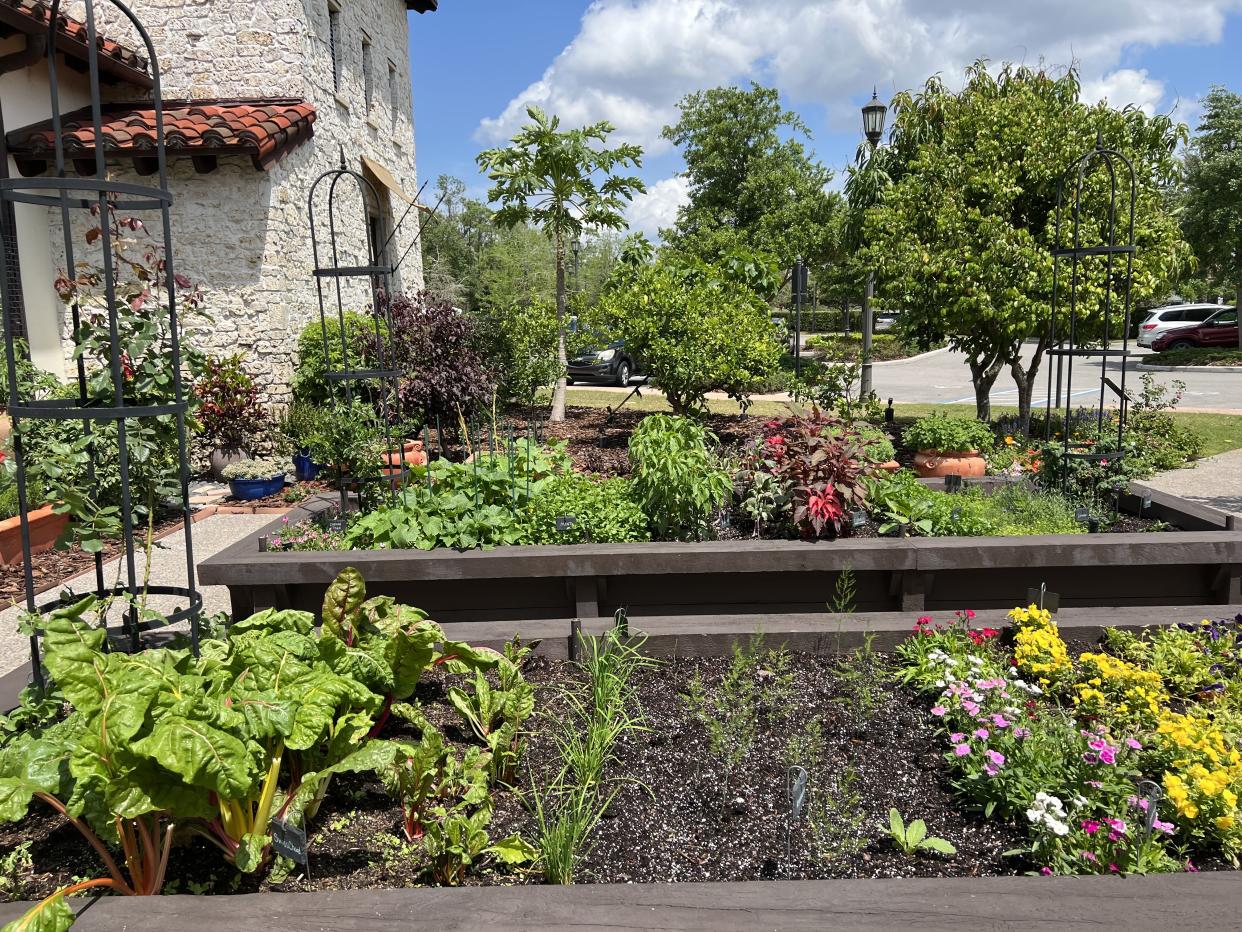 At Walt Disney World's Golden Oak community, chefs like Heather Sylvester maintain a garden filled with produce and herbs to use within their restaurant. (Photo: Terri Peters)