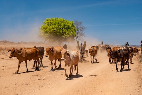 <span class="caption">Dry conditions are likely to resume in northeastern Brazil.</span> <span class="attribution"><a class="link " href="https://www.shutterstock.com/image-photo/livestock-cattle-being-driven-by-dirt-2143454947" rel="nofollow noopener" target="_blank" data-ylk="slk:Cacio Murilo/Shutterstock;elm:context_link;itc:0;sec:content-canvas">Cacio Murilo/Shutterstock</a></span>