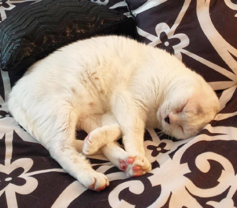 Otitis enjoys a well deserved nap (Picture: @adventuresofotitis/Instagram)