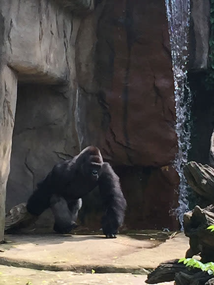 'King Kong' Gorilla Dragged 4-Year-Old 'Like a Raggedy Ann Doll' Before Zookeepers Killed It, Witness Says| Zoo Animals, Real People Stories