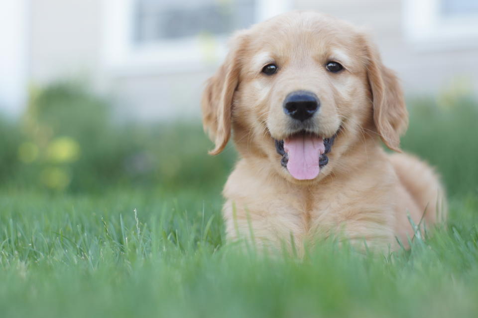 A puppy shopping list according to New York City dog trainer Shelby Semel. (Photo: Getty Images)