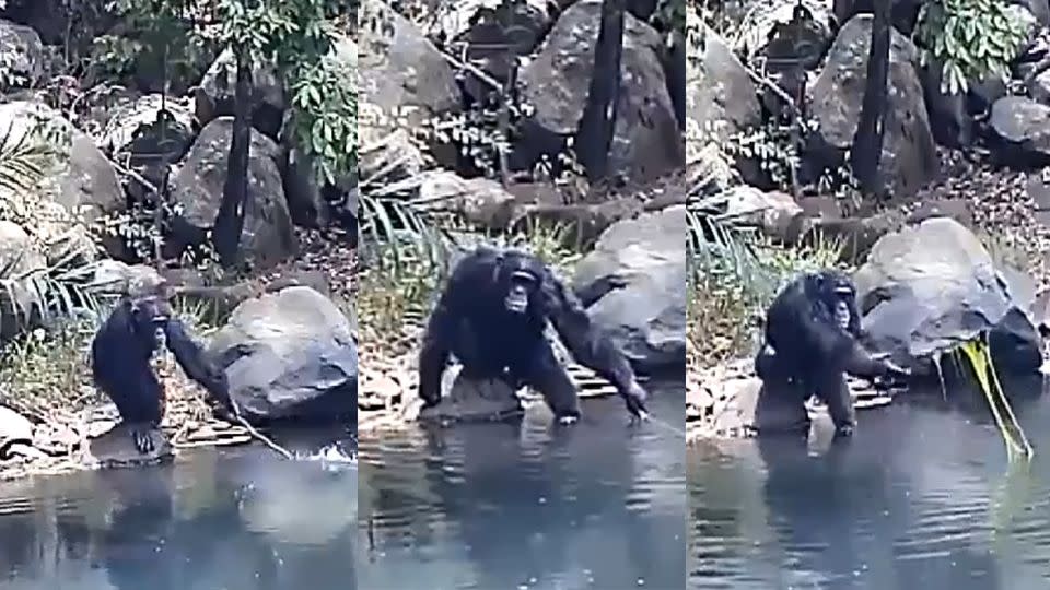 The chimp tested the waters before using his makeshift 'fishing rod' to fetch some delicious... algae. Photo: Science Daily