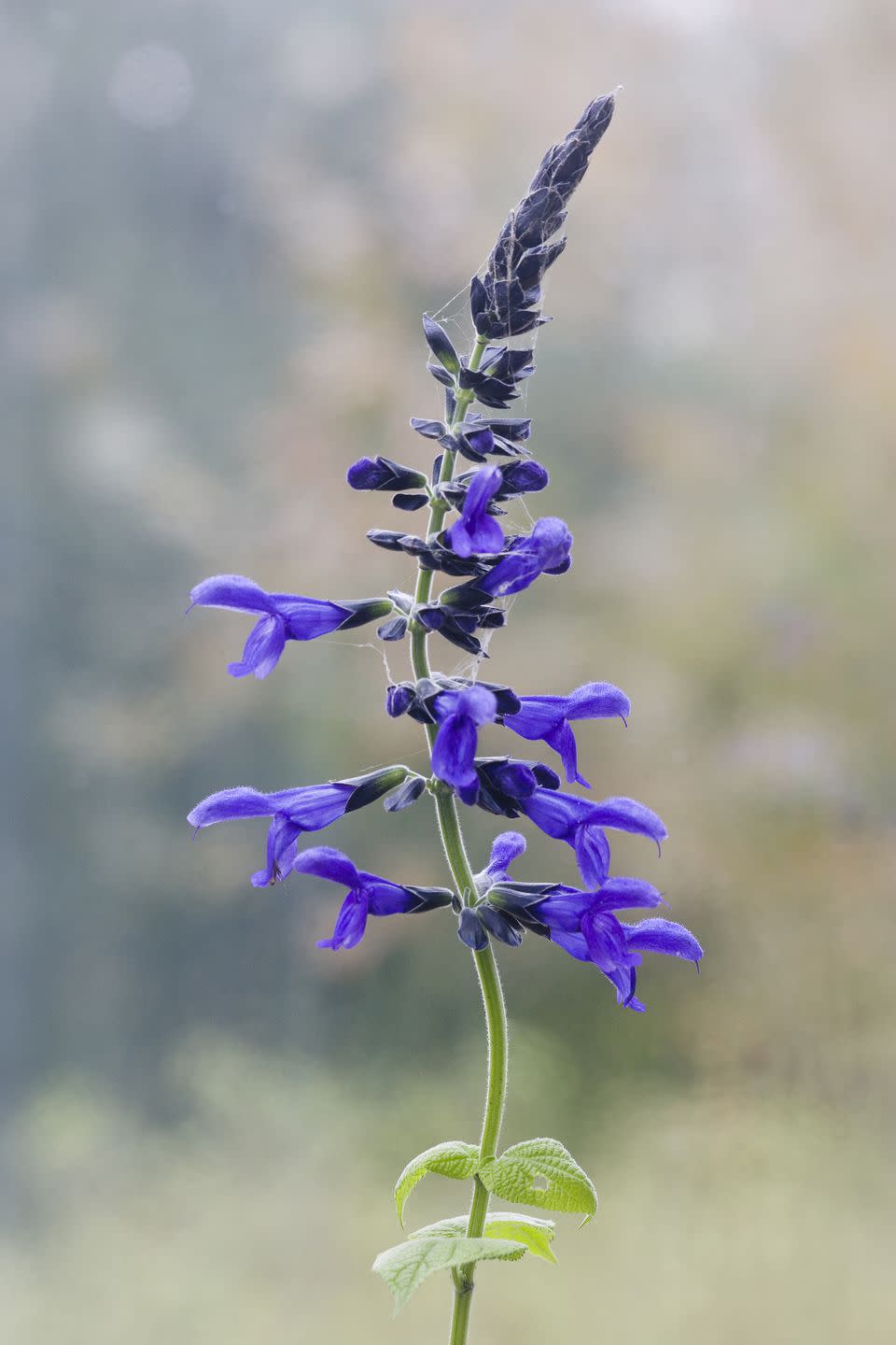 Salvia (Salvia guaranitica) Black and Blue