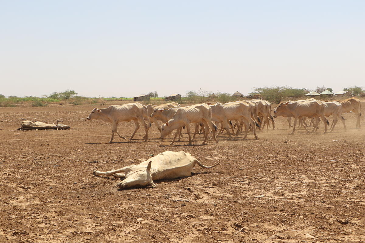 Prolonged drought and hunger have caused monkeys to attack livestock out of hunger   (Save the Children )