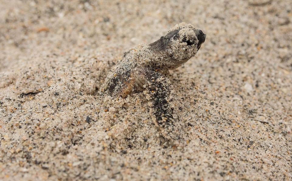 A loggerhead sea turtle hatchling emerges from a nest in Juno Beach Beach, Florida. The number of sea turtle nests in 2023 is on track to break records, according to nest monitors.