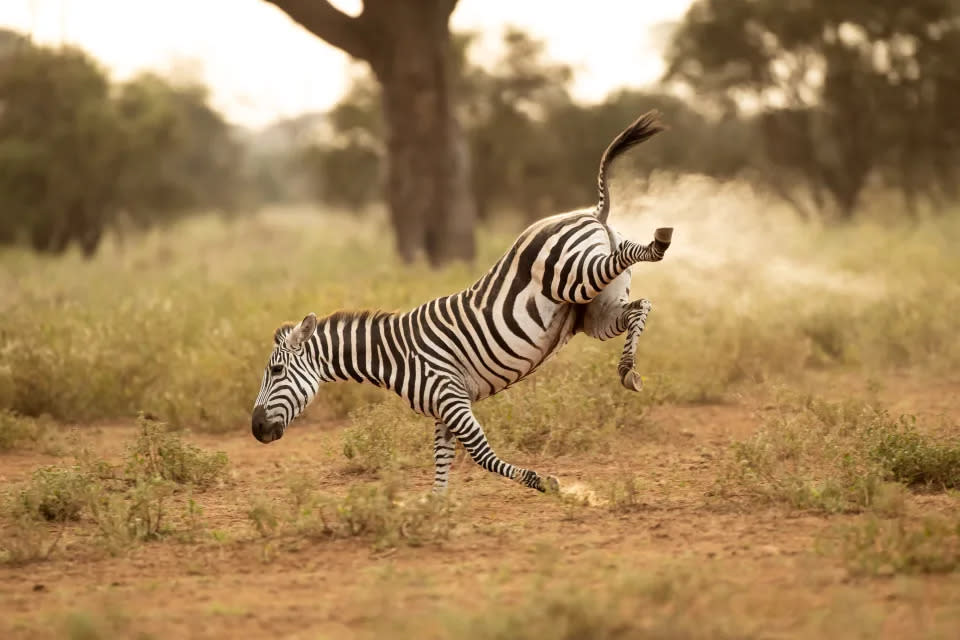 Título “¡Buck-a-roo!”. Una cebra levanta sus patas en Amboseli, Kenia.