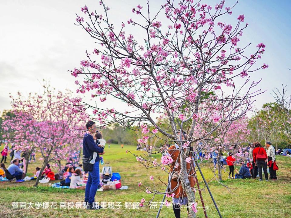 南投埔里｜暨南大學 賞櫻