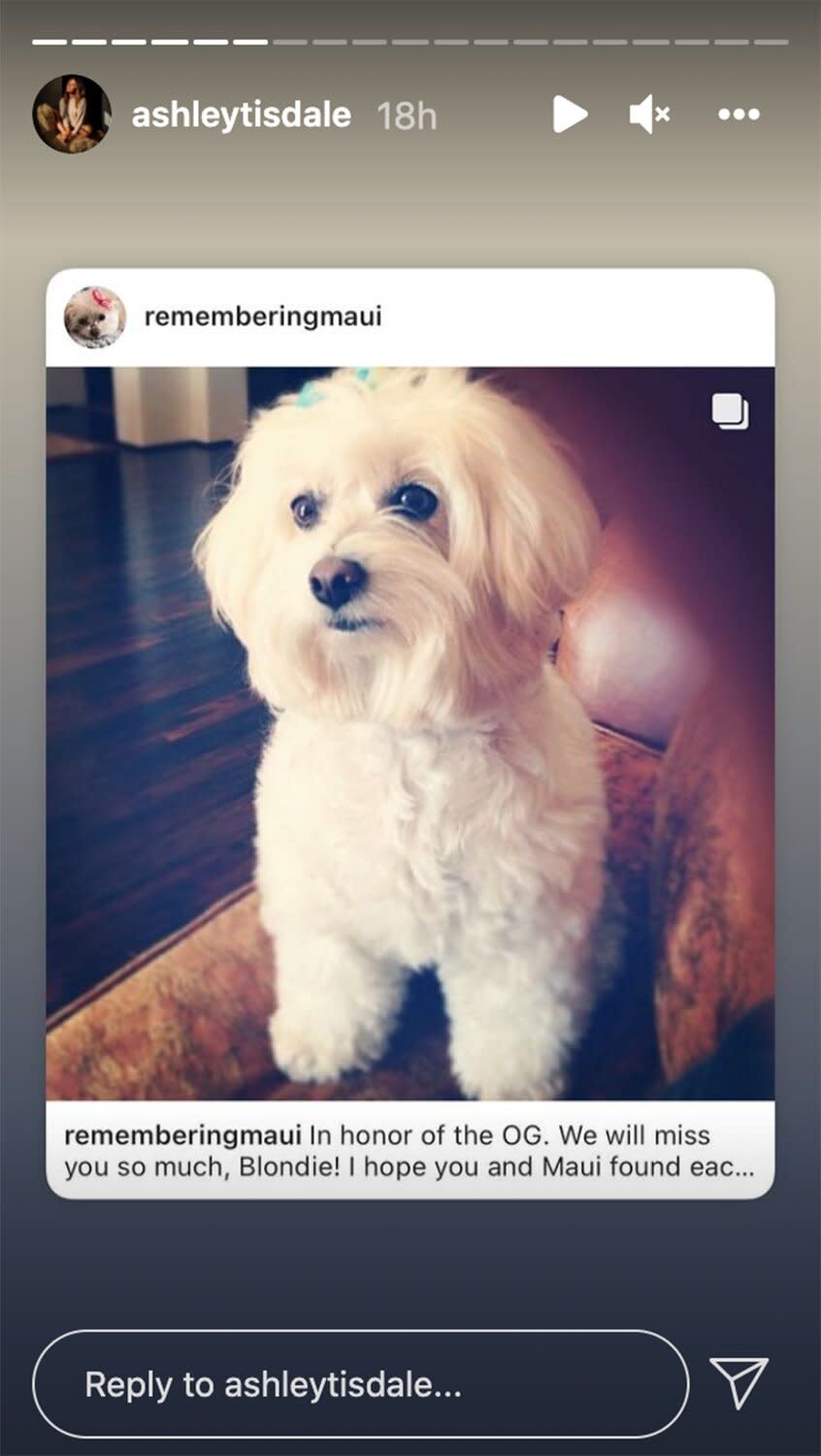 Ashley Tisdale dog Blondie