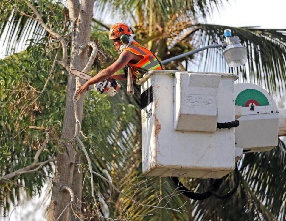 Tree trimmers work along Southwest 13th Street in Fort Lauderdale to remove limbs damaged during Hurricane Irma, Sept. 18, 2017.